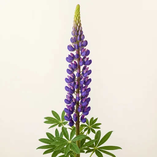 Lupine