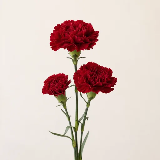 Rote Nelke