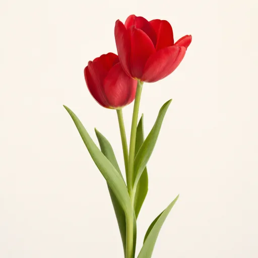 Rote Tulpe