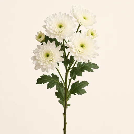 Weiße Chrysantheme